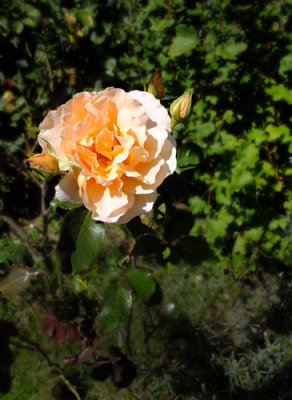 Apricot Rose 