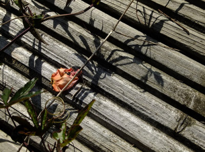 Autumn shadows 