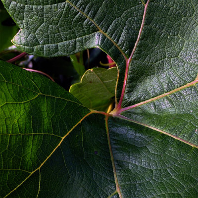 Vine Leaf 