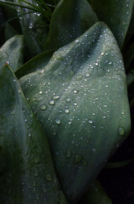 Tulip leaves after a rainy night ...