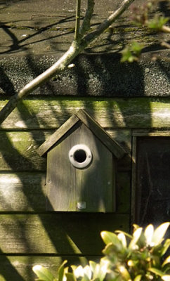 Old Nesting Box with hiding Blue tits 