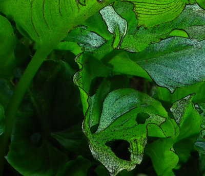 Dark Leaves 