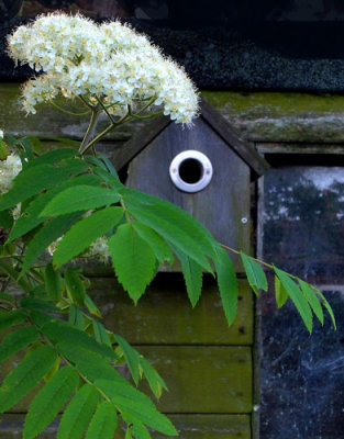 Rowan blossom and bird box 
