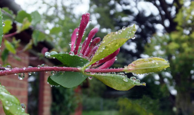 Honeysuckle does not mind 