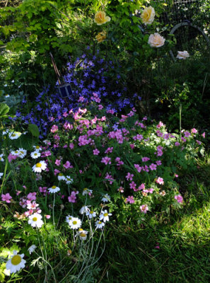 My garden in the morning sun 