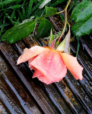 Pink Rose  'decked'  by the rain 