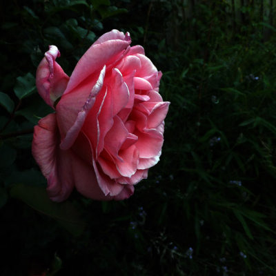 Pink rose In full bloom 