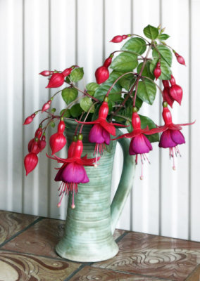 Mrs Popple  - my very hardy fuchsia from the front garden