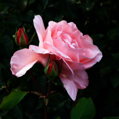 One Pink Rose and two buds