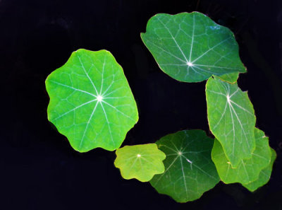 A bunch of Greens