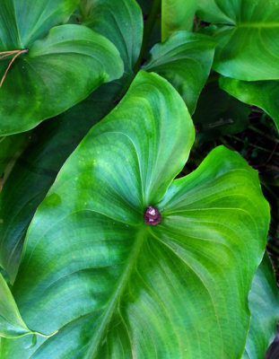 lily leaves