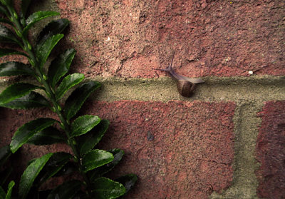 Tiny Snail on the brick highway