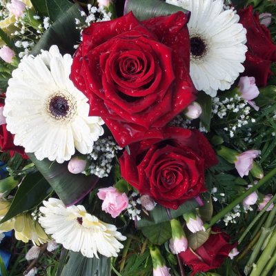 Red roses for my Darling 