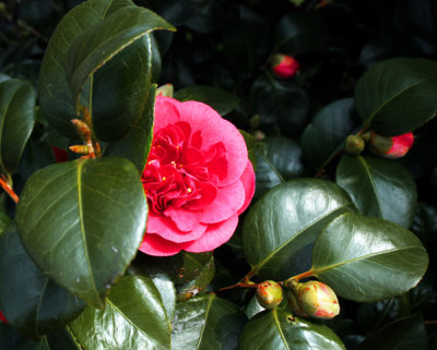 Shy Camellia 