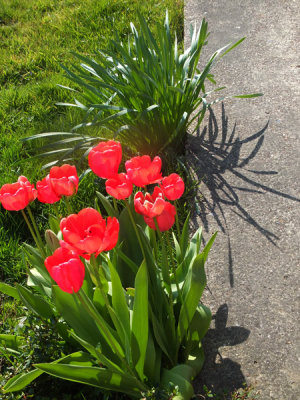 A Bunch of Tulips 