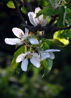 Apple Blossom 2015 