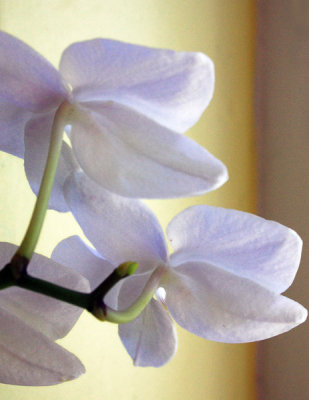 White Orchid with side-lighting 