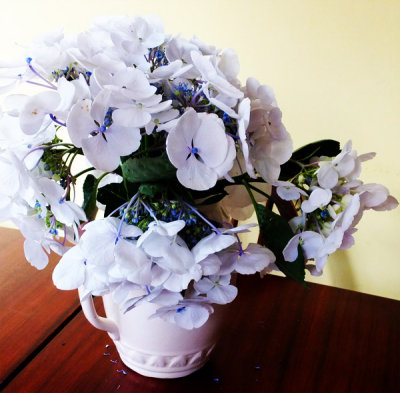 Hydrangeas in the House 