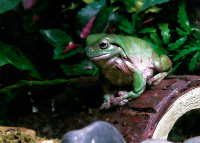 oiled-frog-web.jpg