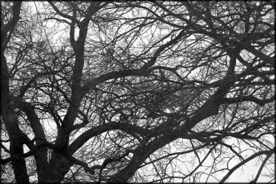 tree nerves2framed.jpg