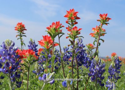 Bluebonnets & Indian Paintbrush Wildflowers