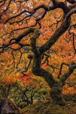 Vertical Japanesa Maple.jpg