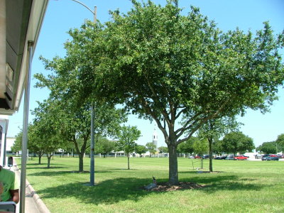 Trees planted for lost Astronauts