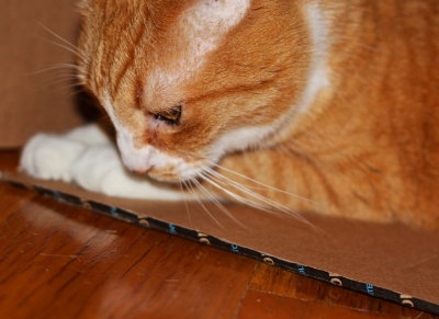 Flint the cat