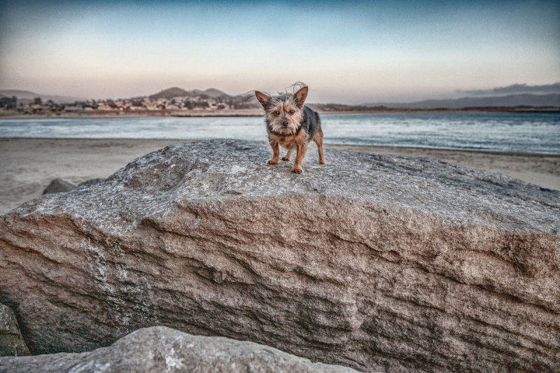 Morro Bay lesser rock...