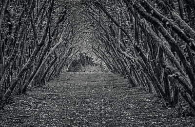 Hazelnut tree alley