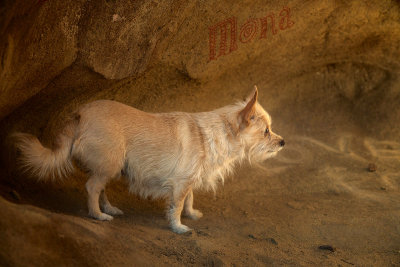 Mona hunting flies in a cave at Corral Canyon
