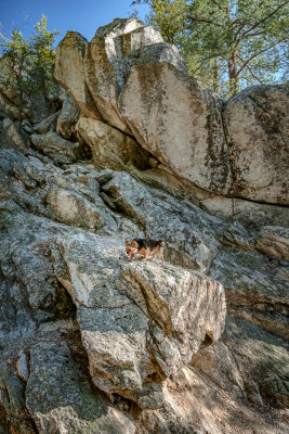 The fearless Leo climbing rocks at Idyllwild, CA