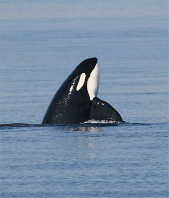 ORCA