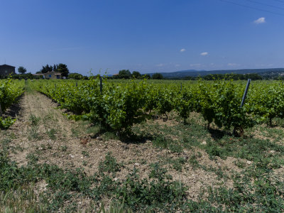 IMGP0173.jpg
