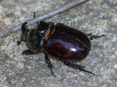 K7004601.jpg