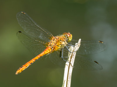 g9/91/460891/3/151349089.wQNrbBYd.jpg