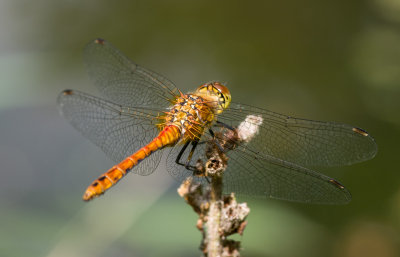 K7005057.jpg