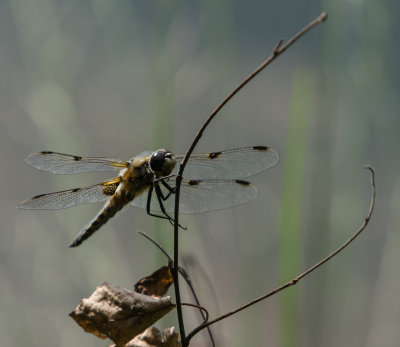 K7005328.jpg