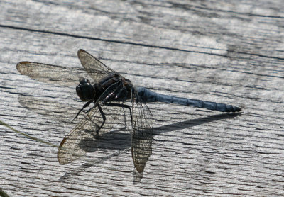 K7005180.jpg