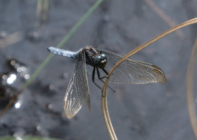 K7005178.jpg