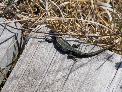 Thursley lizard