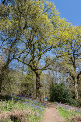 Winkworth Arboretum