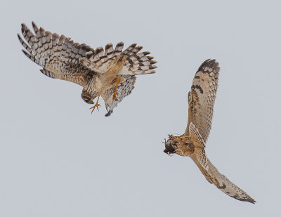 Fighting over dinner