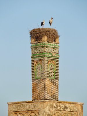 Stork Nest, Chellah