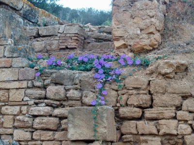 Roman Ruins Flowers