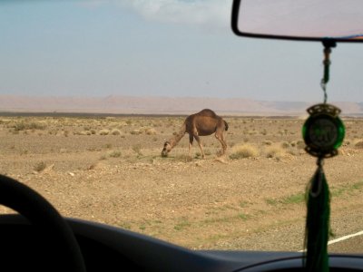Grazing Camel