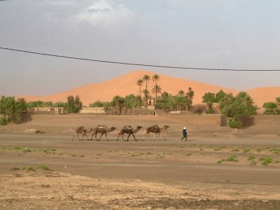 Camels and Sahara Sand Dune