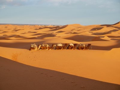 Camels Still Parked