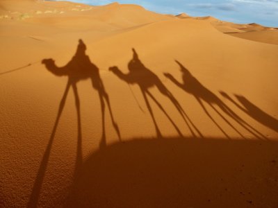 Our Camel Shadows