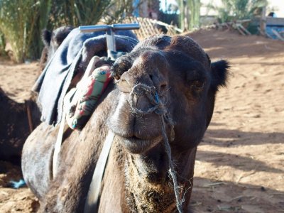 Camel Portrait